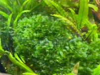 Аквариумное растение Ломариопсис линеата (Lomariopsis lineata)