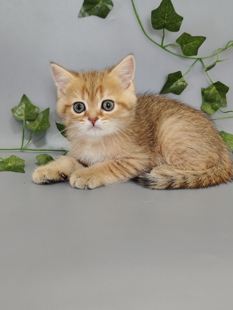 Котик Шиншилла ny11