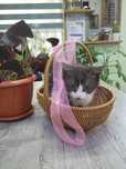 Котята в хорошие руки