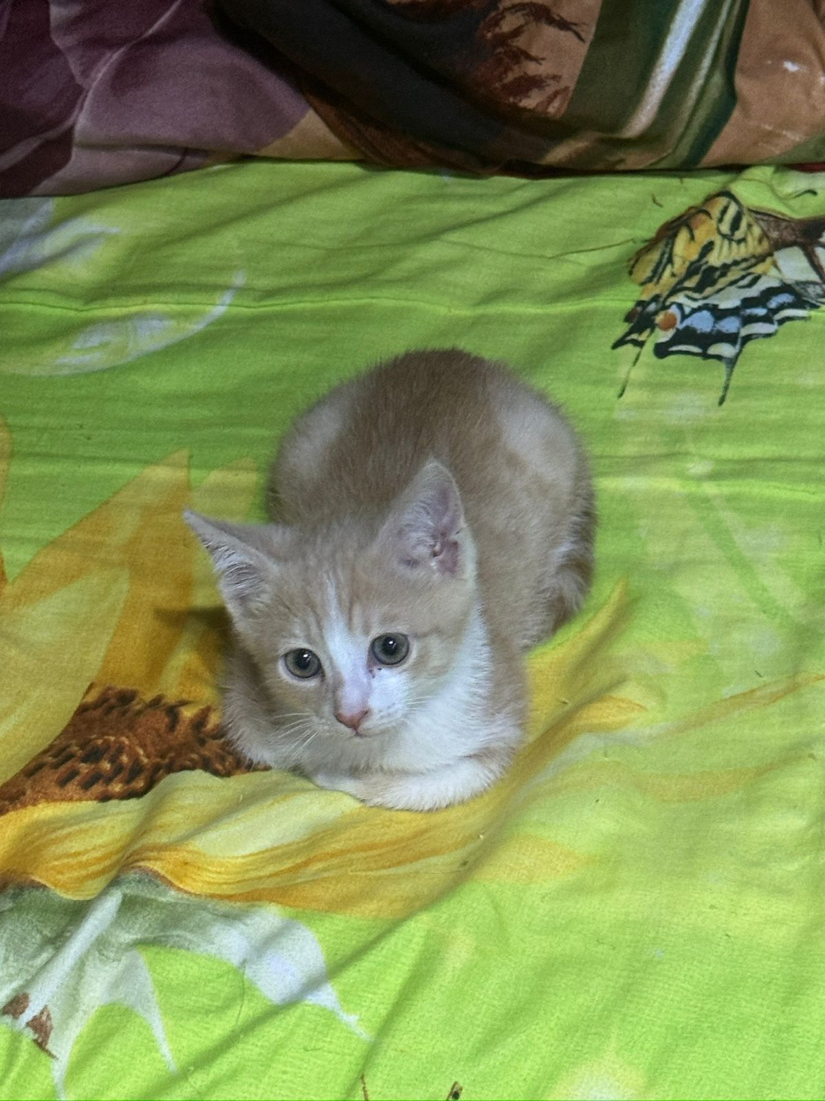 Отдам котенка в добрые руки