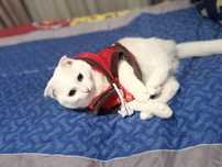 9 мясяцев котенок