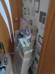 Отдам котёнка мальчик