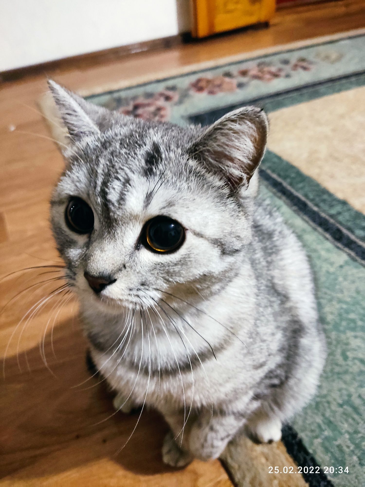Котята скоттиш страйт