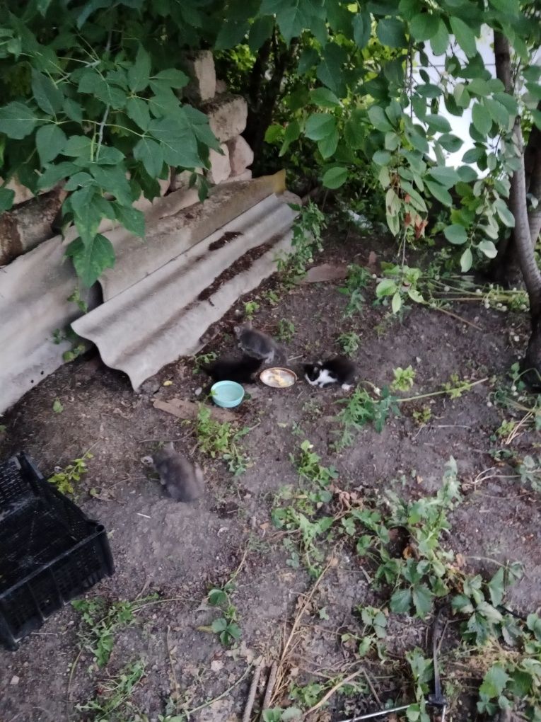 Котята  животные
