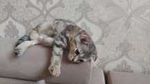 Кошка шотландская вислоухая кошка