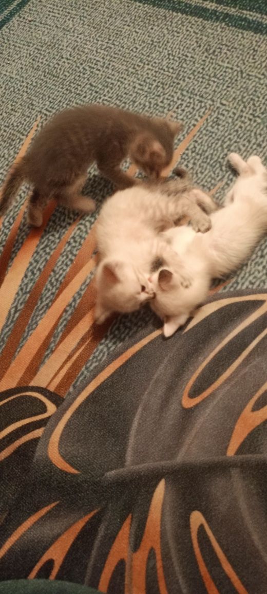 Котята полтора месяца