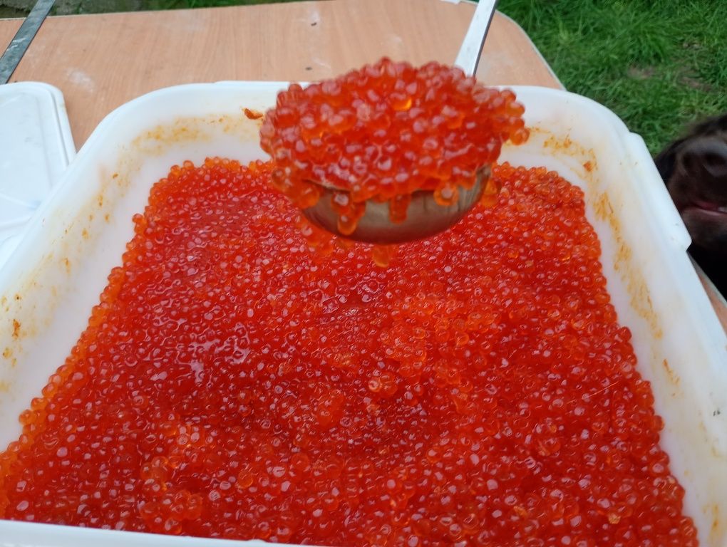 Продам красную икру кета