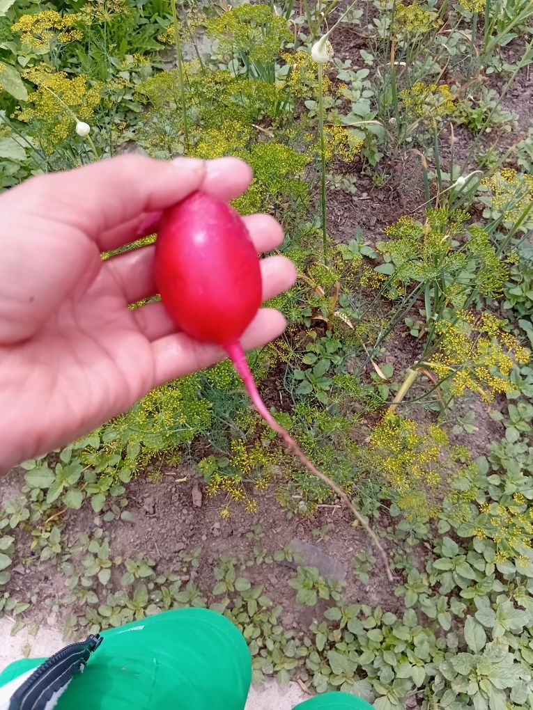 Редиска огородная
