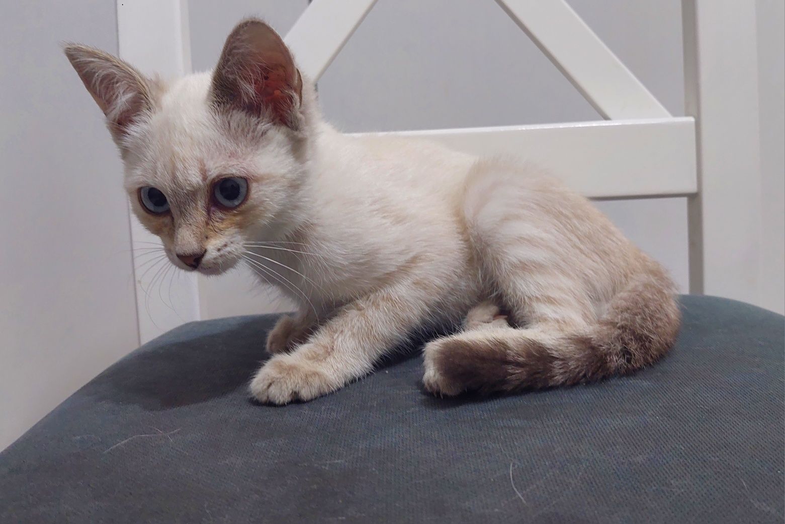 Бесплатно! котёнок-девочка. отдам в добрые руки.