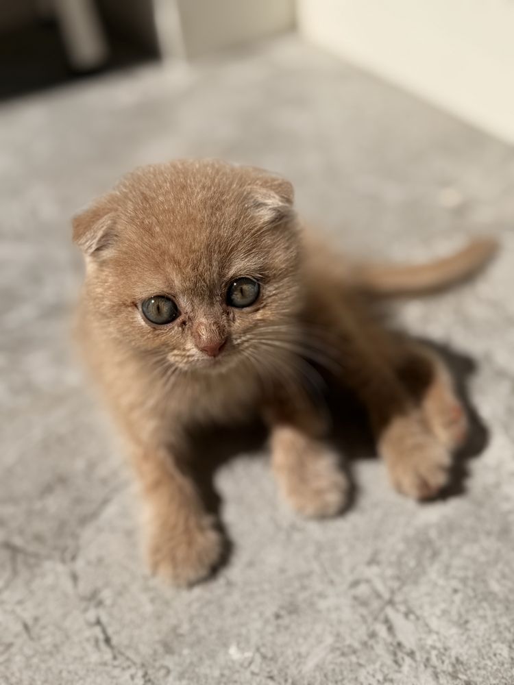 Шотландский вислоухий (Scottish Fold)  1,5 песяца