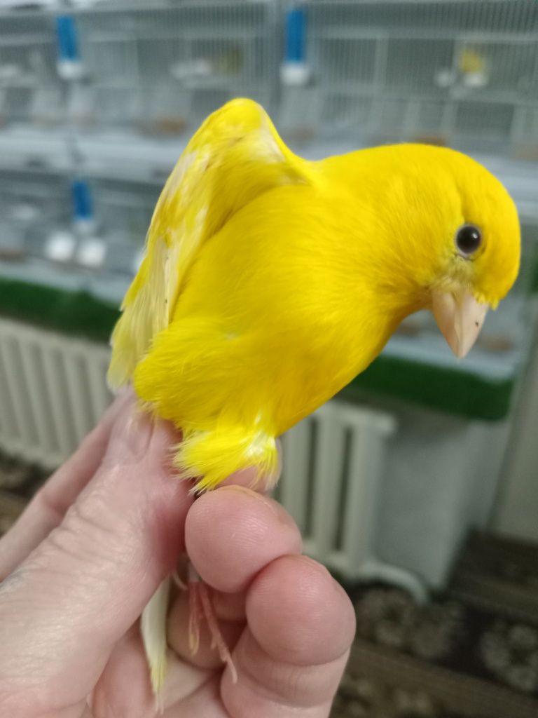Певчая канарейка.