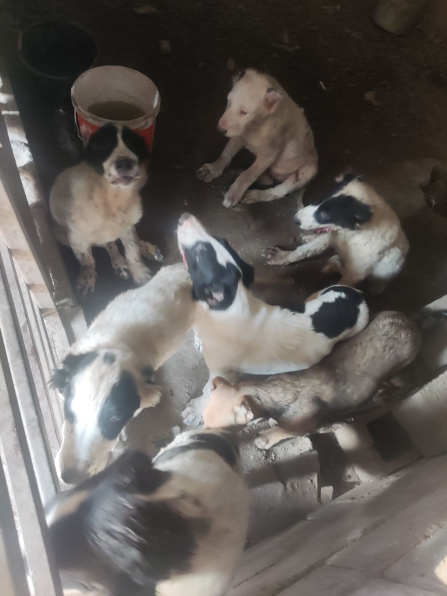 Алабай шенки 3 месяца