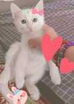Котёнок 1,5 месяца