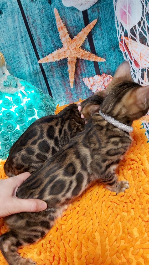 Продаю БЕНГАЛЬСКИХ котят