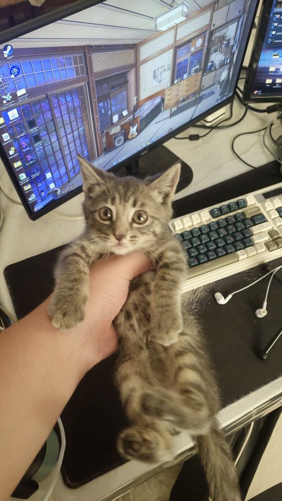 Даётся маленькая кошка