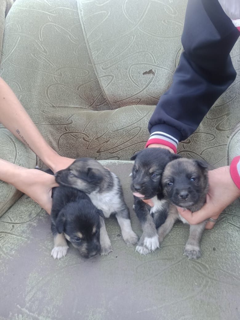 Щенки в добрые руки