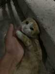 Шатланская кошка