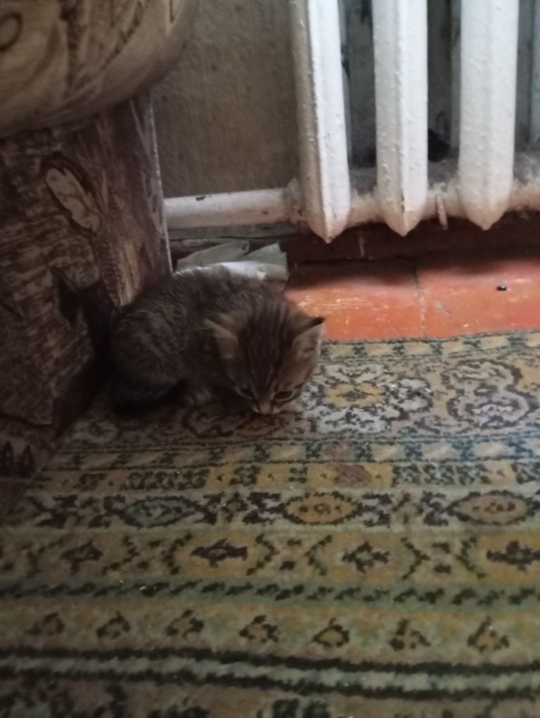 Отдам котят в хорошие и добрые руки!!!
