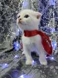 Вислоухий белый котёнок с голубыми глазами