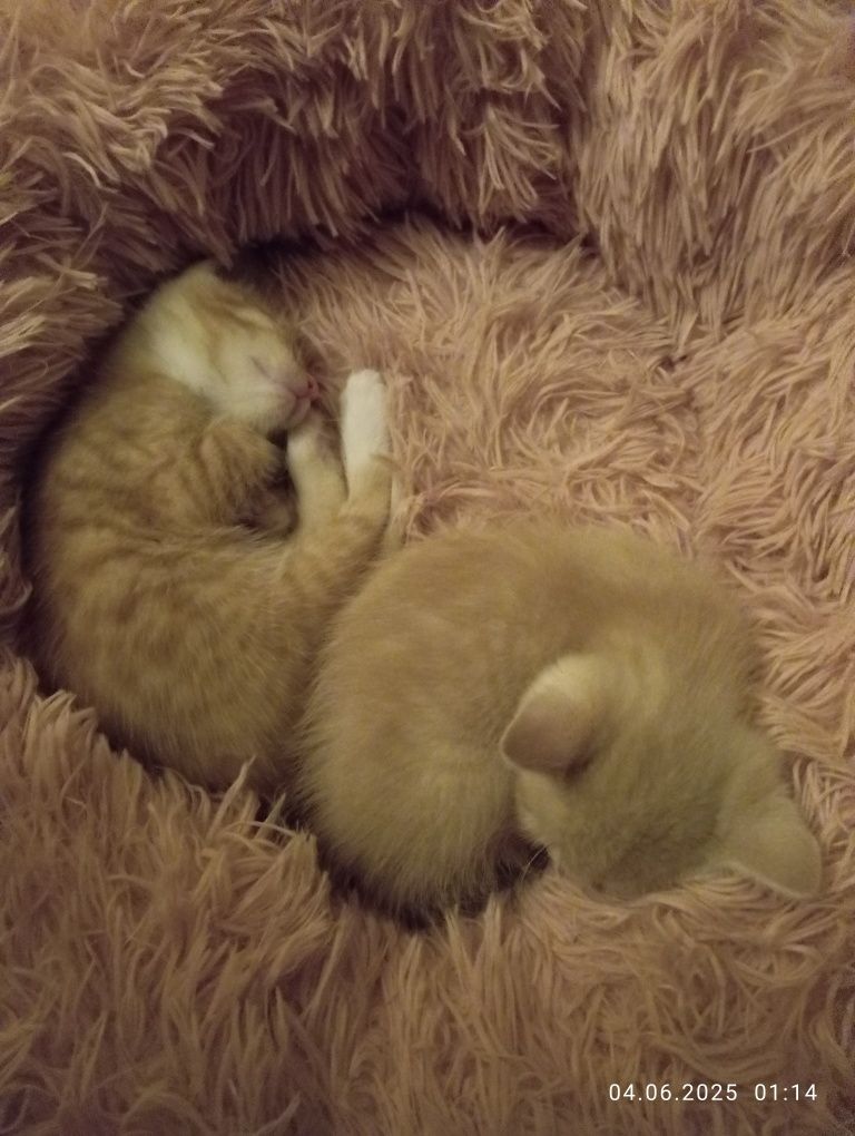 Котята домашние крысоловы