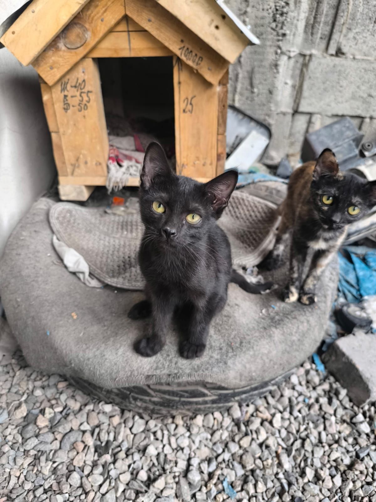 Срочно котята в добрые руки!!