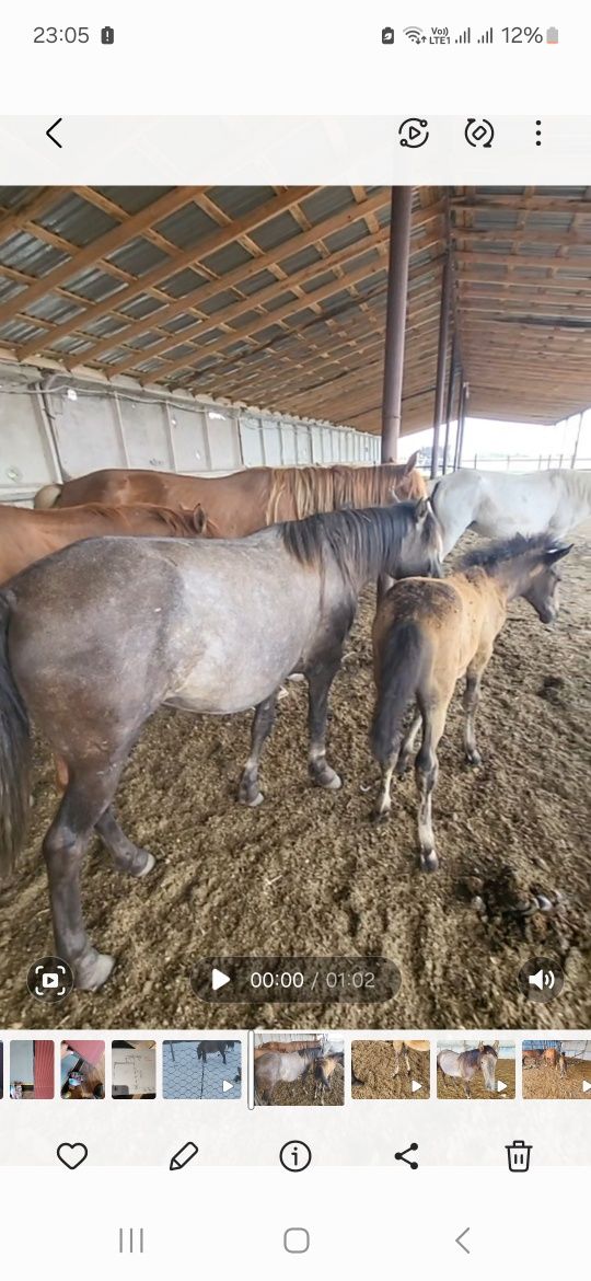 Продам  крупных кобыл 3 летки