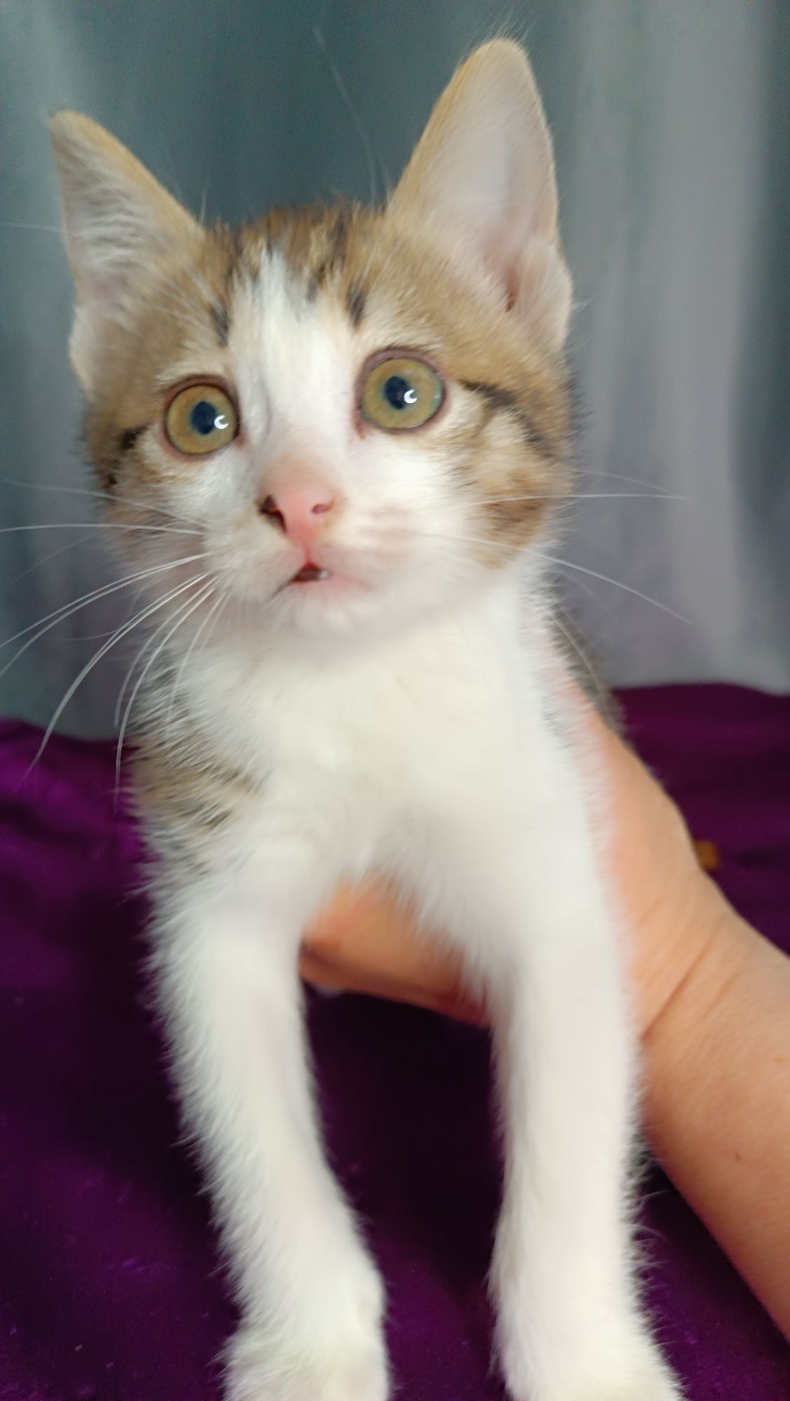 Котенок  девочка в добрые руки