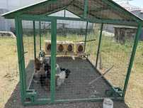 Продам курей с летним курятником