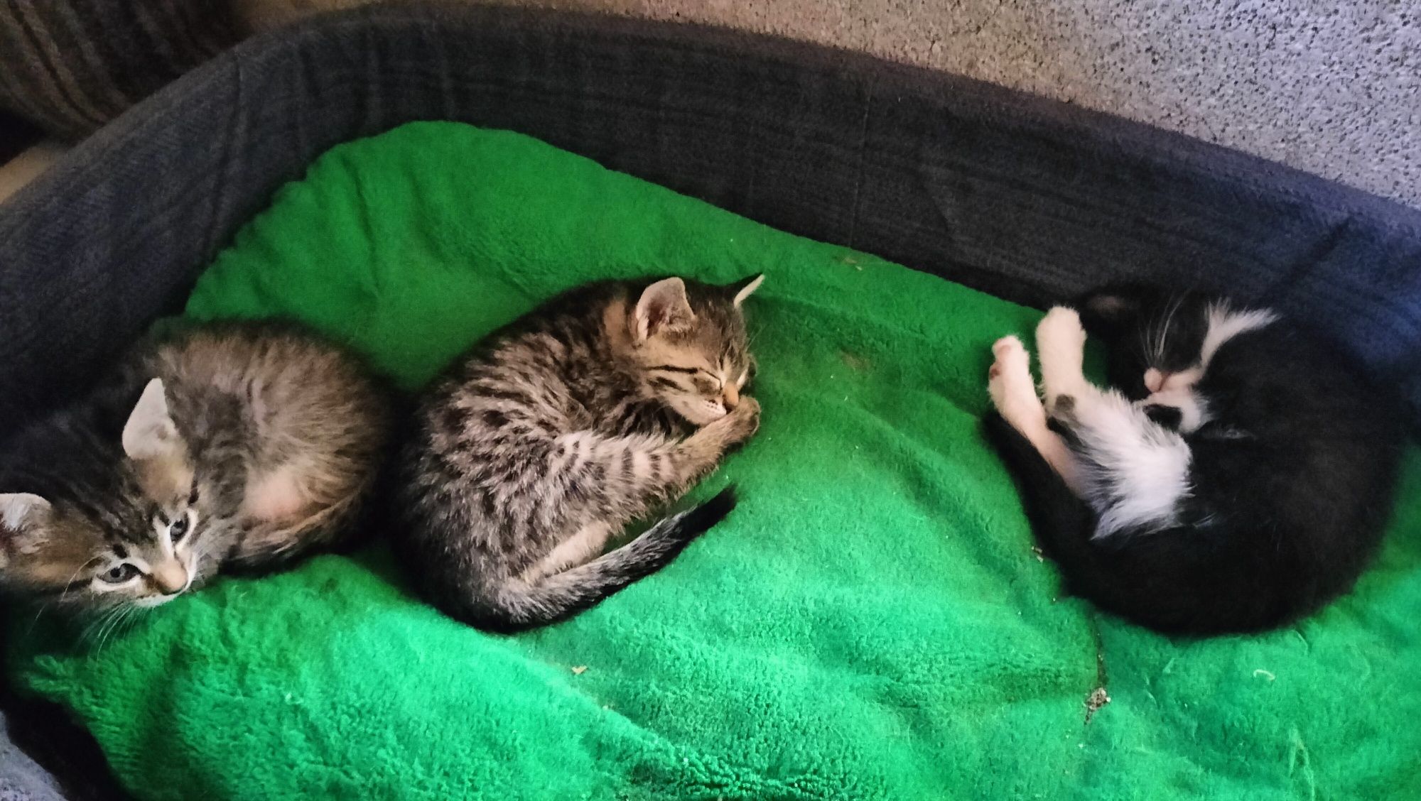 отдам даром котят и кошку