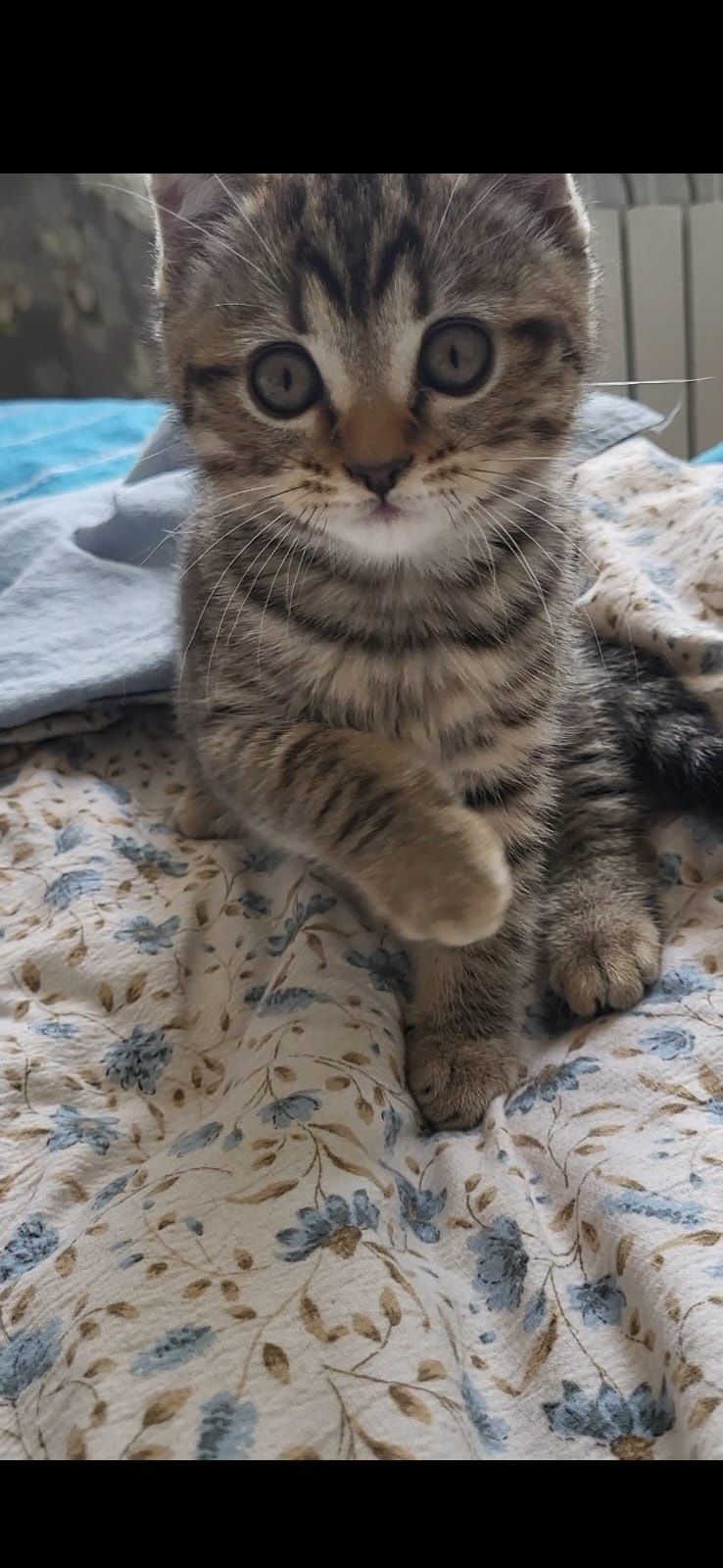 Котенок чистокровная  британка