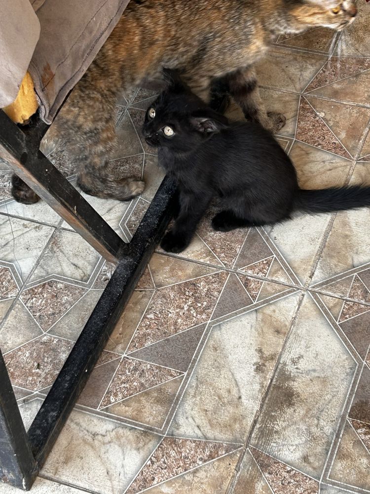 Адам котят хорошие руки