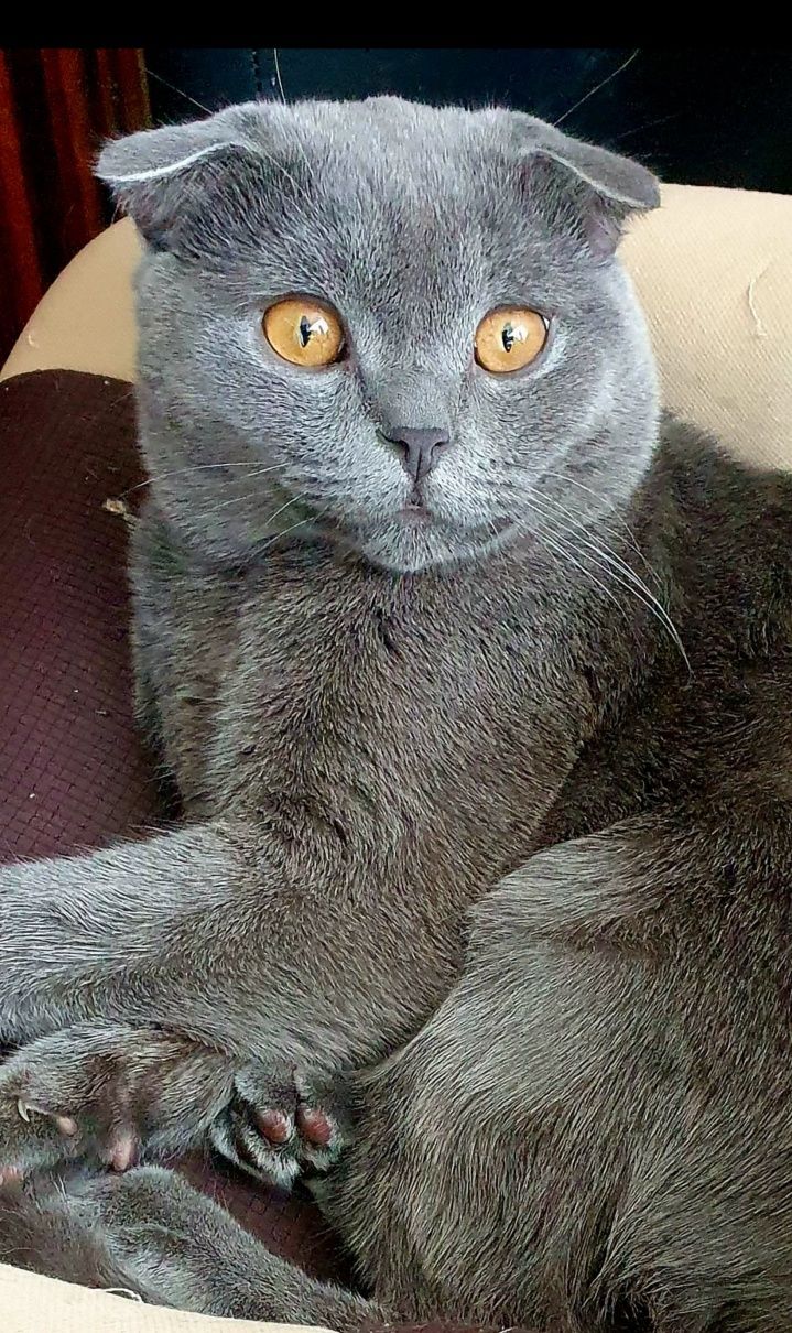 Котик,кот,вязка,ищем кошечку,британец,скотиш фолд