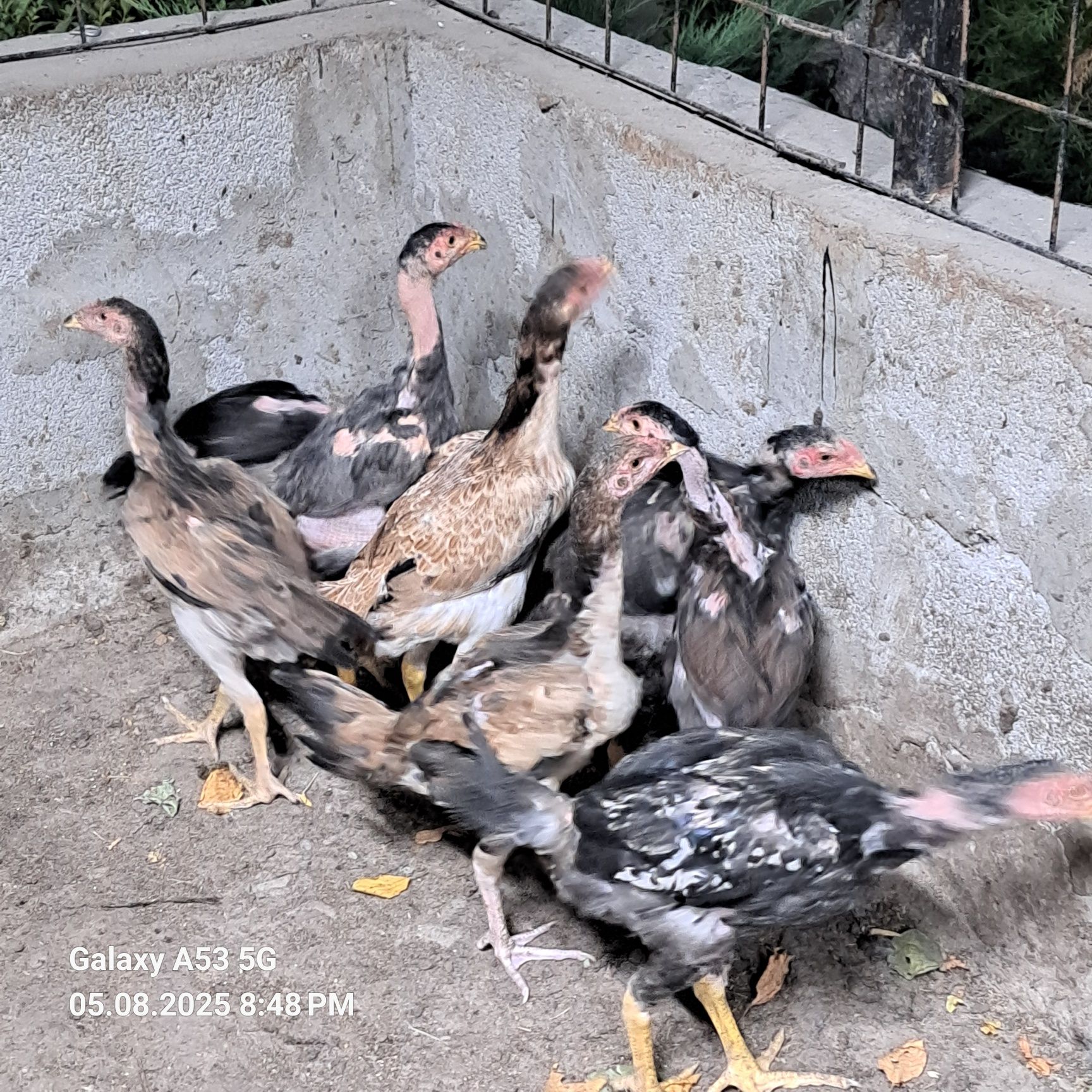 Продам семью Даканов