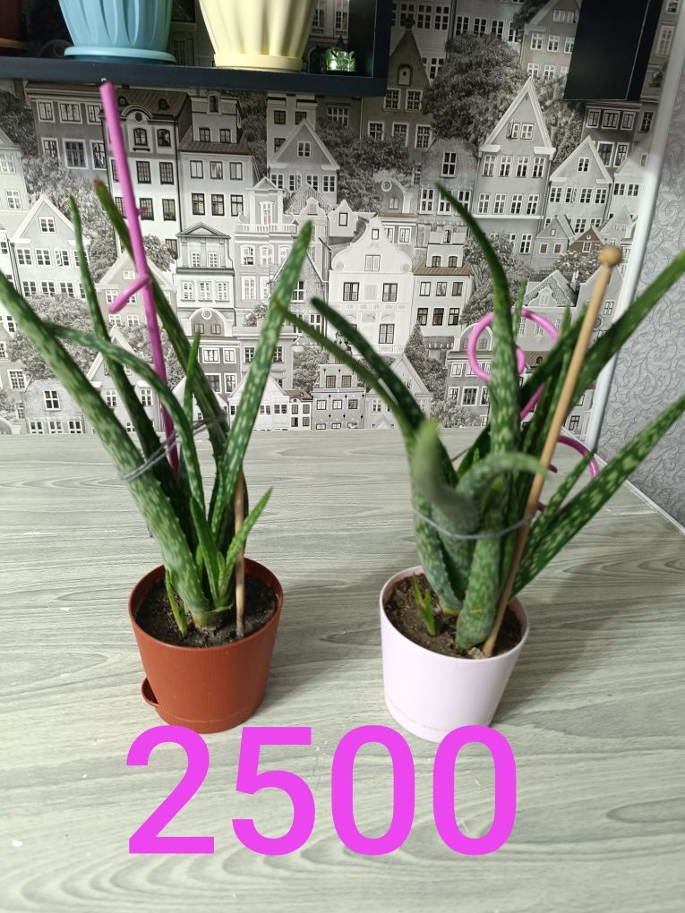 Цветы не дорого   от 500 и выше