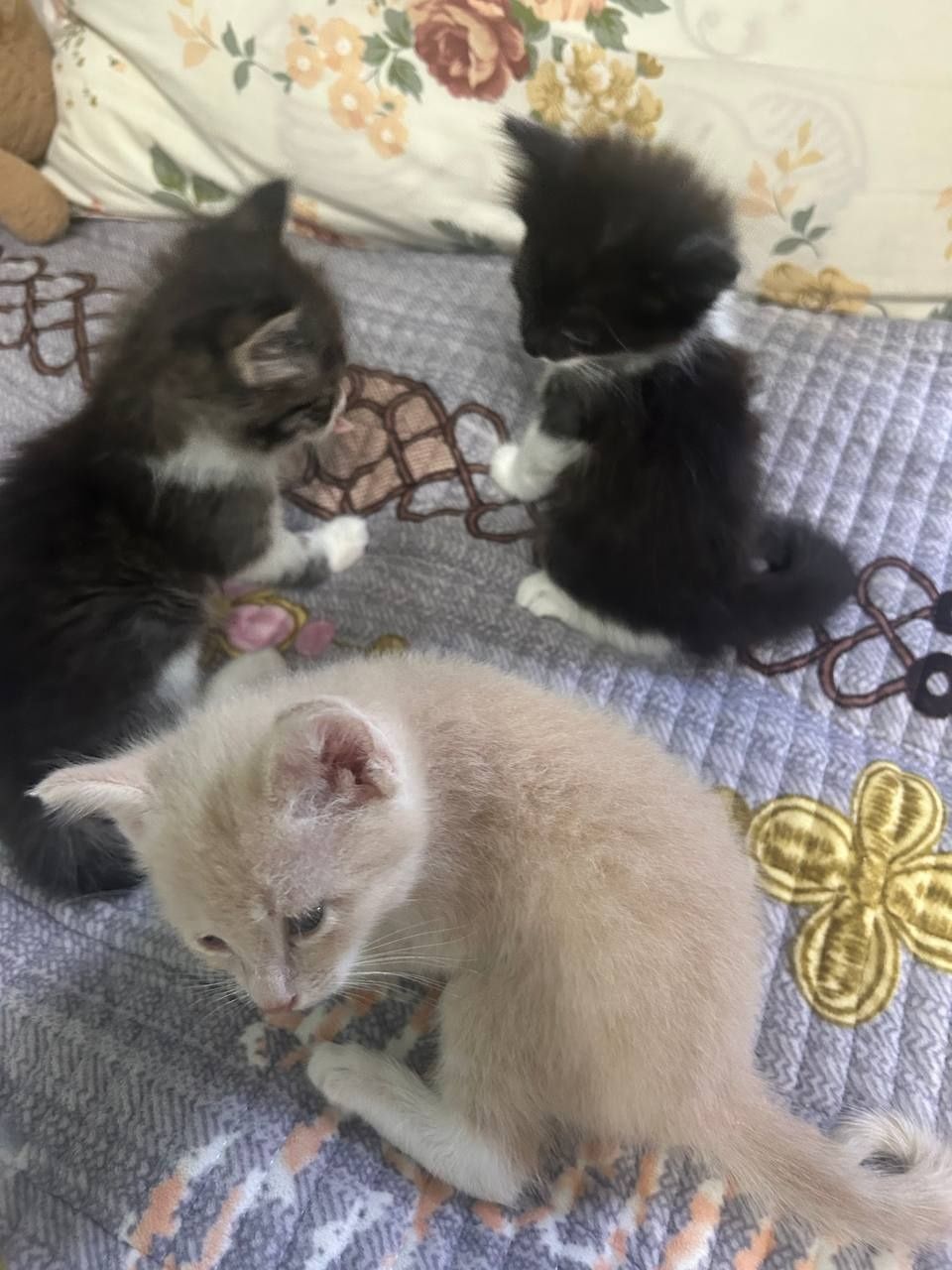 отдаю котят в добрые руки