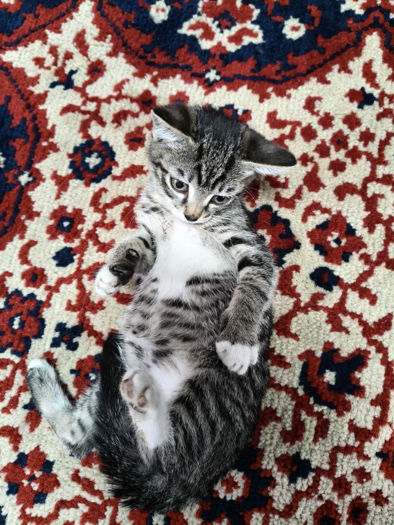 Отдам котёнка, девочку.