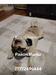 Нашли мопса девочка район 4 школы