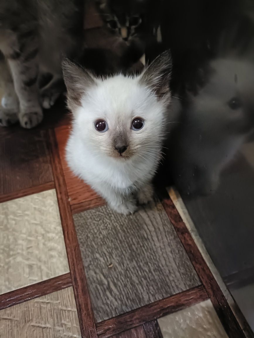Отдам котят бесплатно