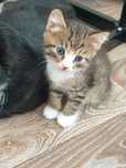 Отдам котят,  возраст 1 месяц