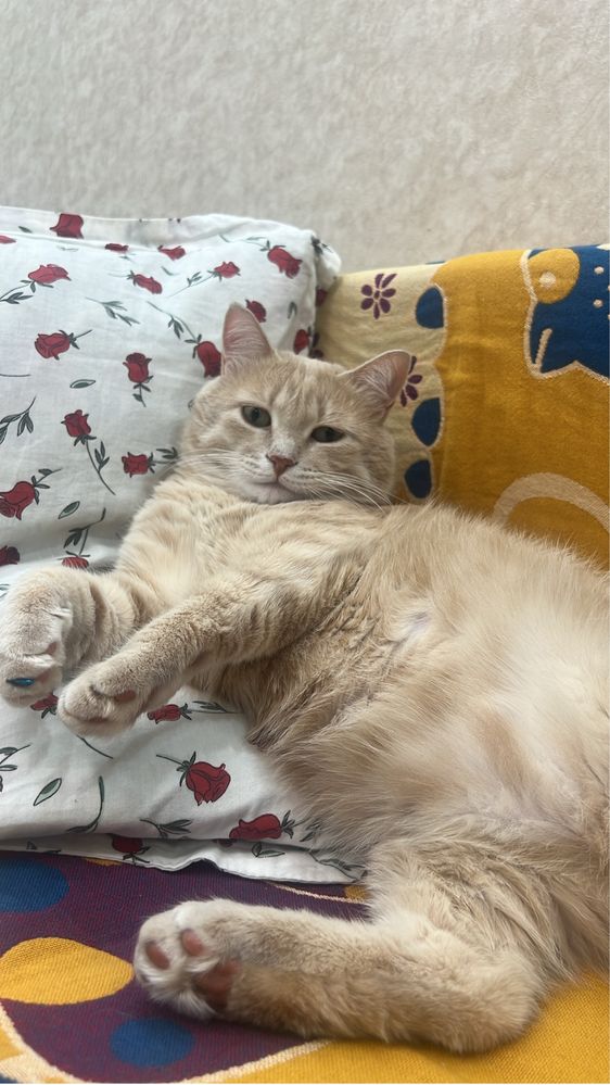 Отдам кота в хорошие руки