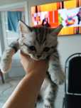 Продам шотланских котят