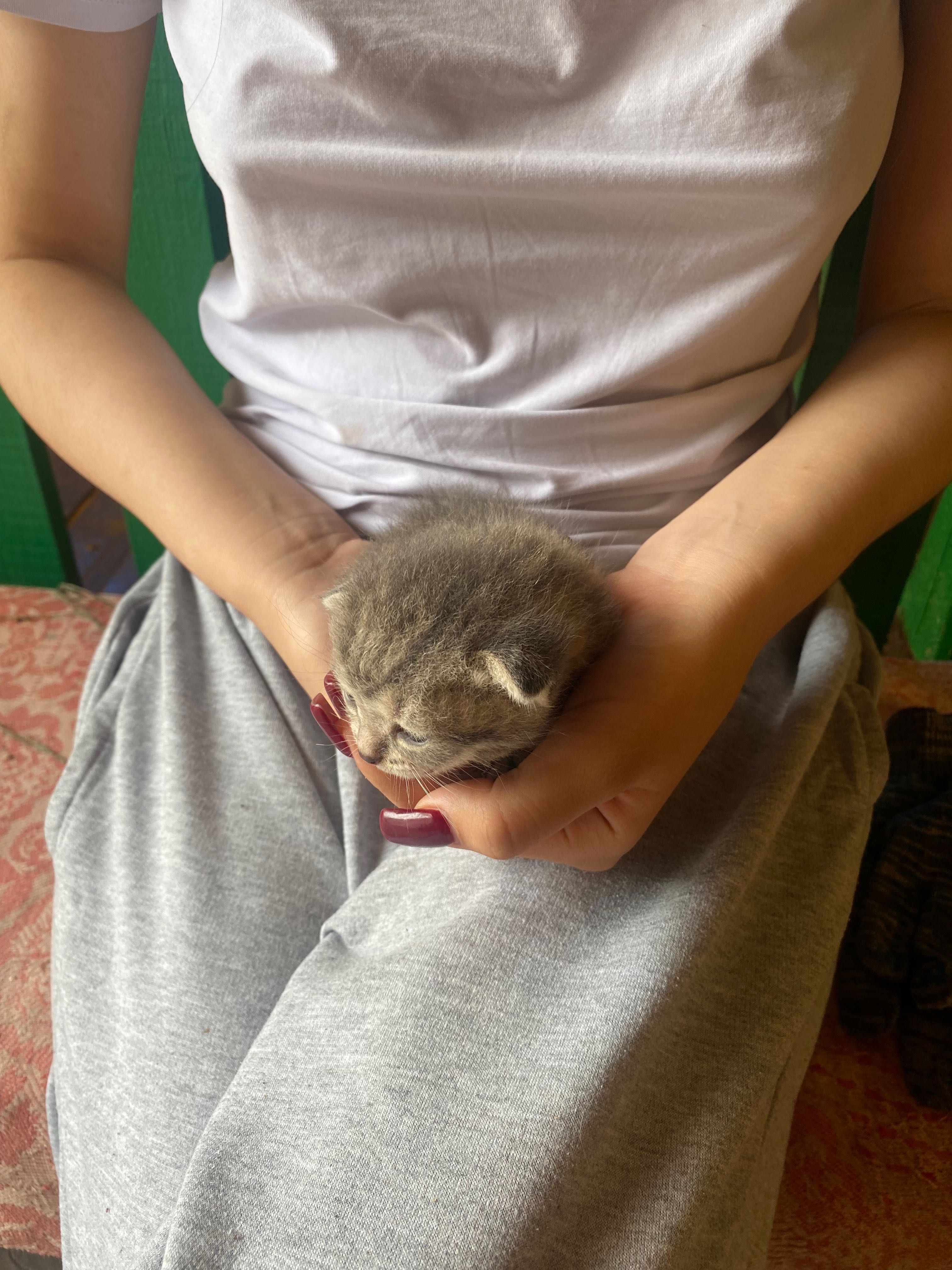 Котята животные котята