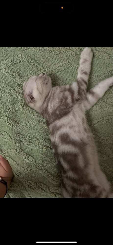 Шотландский котенок(Срочно)