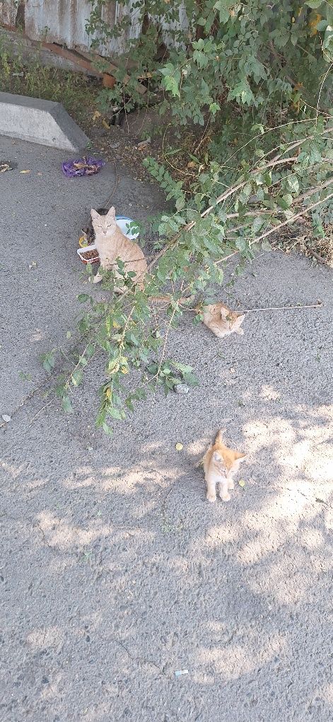 Отдадим котят маленькие 1мес дев/мальчики