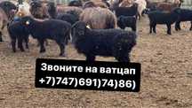 Бараны Овцы ягнят Едельбай Романовские