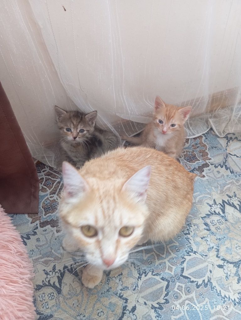 Котята домашние крысоловы