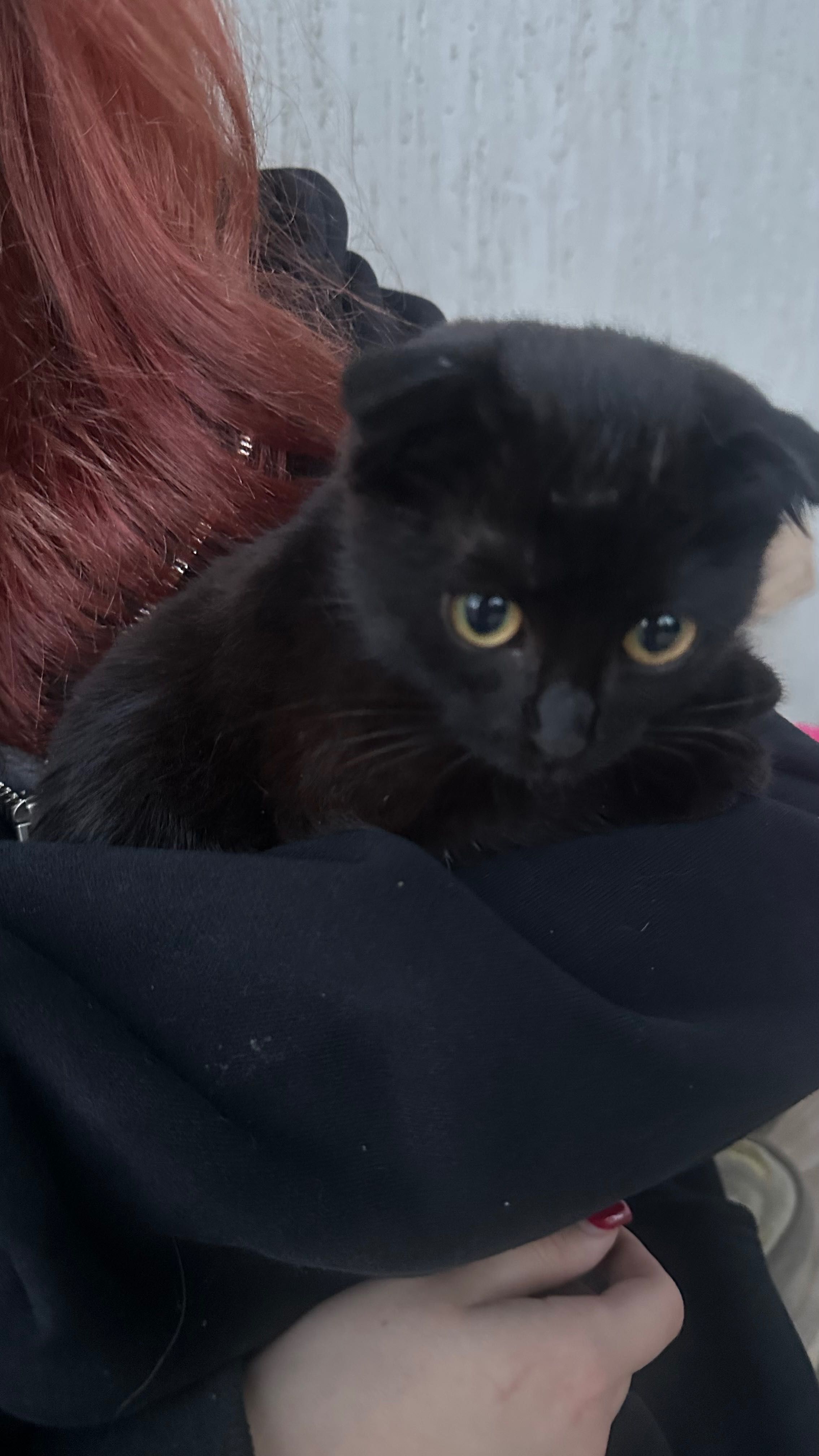 Котенок вислоухий бесплатно