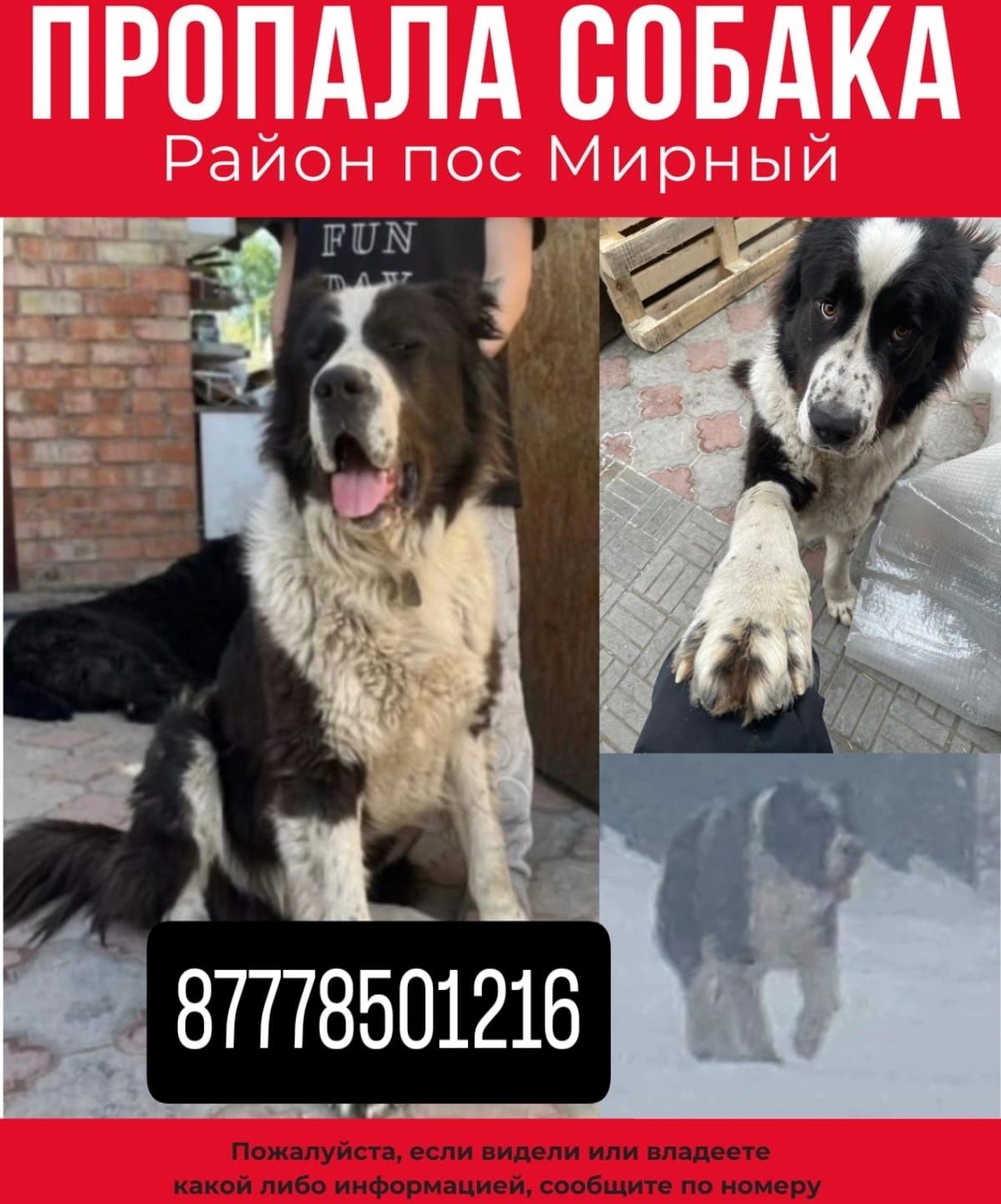 Пропал пёс,любая информация!