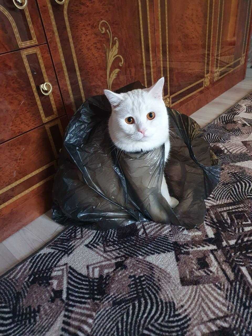 Кот в ответственные руки
