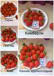 Продам саженцы клубники 500 тг.